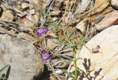 Penstemon roezlii