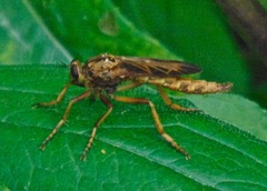Asilus sericeus