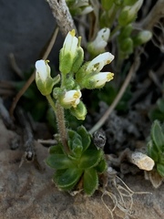 Draba jaegeri