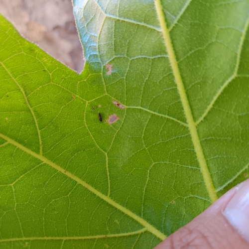 iNaturalist observation photo of Beetles