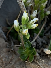 Draba jaegeri