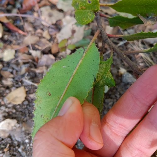iNaturalist observation photo of toyon gall thrips