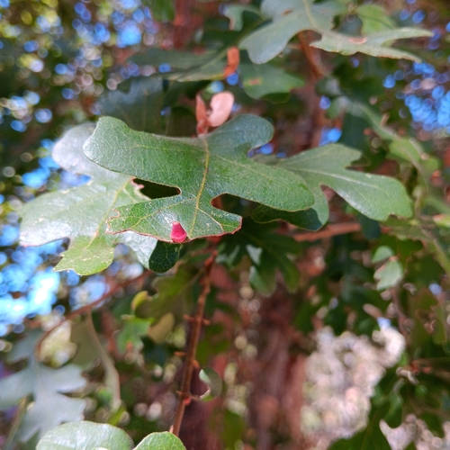 iNaturalist observation photo of Red Cone Gall Wasp