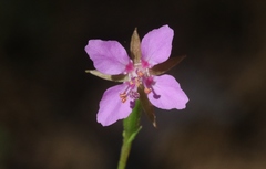 Clarkia stellata