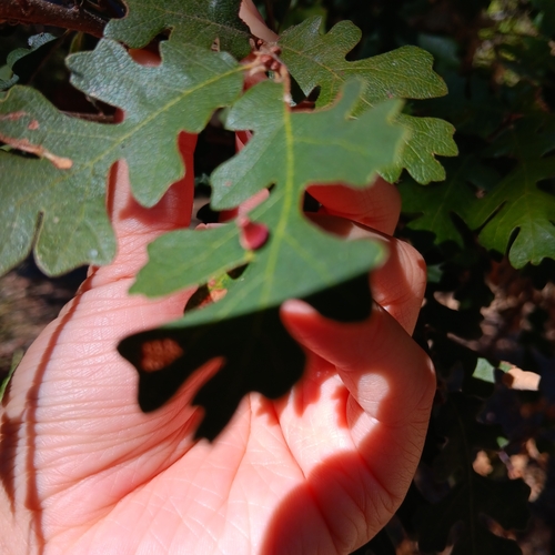 iNaturalist observation photo of Red Cone Gall Wasp