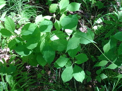 Celastrus scandens