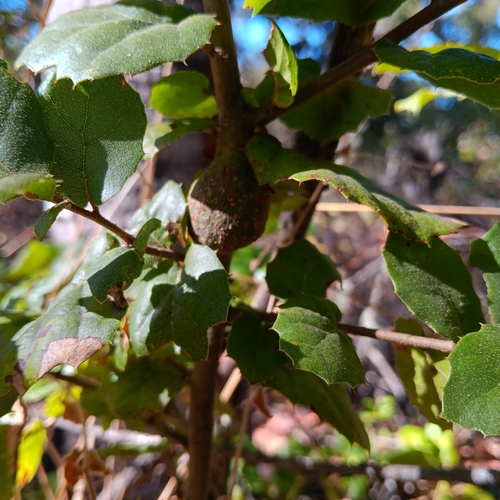 iNaturalist observation photo of Gouty Stem Gall Wasp