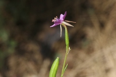 Clarkia stellata