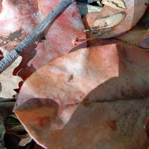 iNaturalist observation photo of Flies