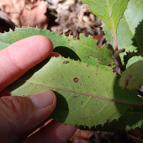iNaturalist observation photo of Lace Bugs
