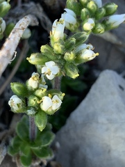 Draba jaegeri