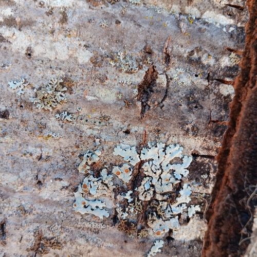 iNaturalist observation photo of Fringed Shield Lichen