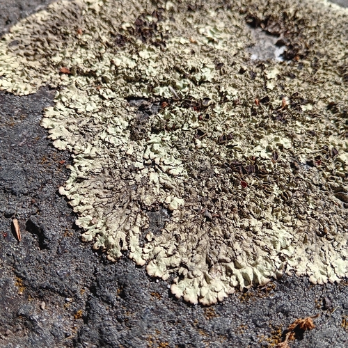 iNaturalist observation photo of Cumberland Rock Shield