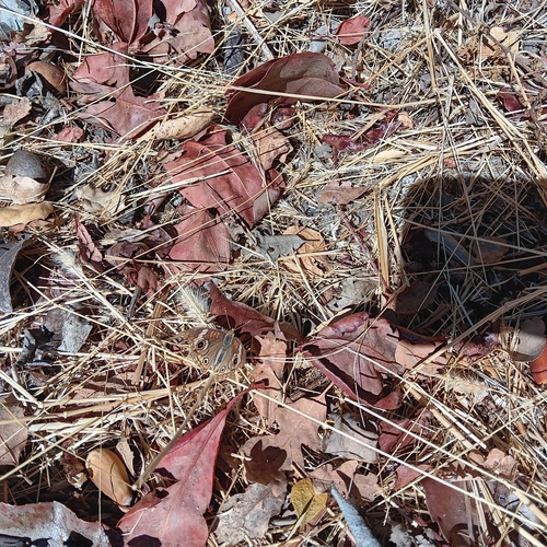iNaturalist observation photo of Gray Buckeye