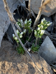 Draba jaegeri