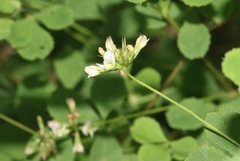 Trifolium breweri