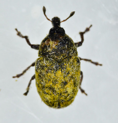 Larinus curtus