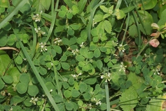 Trifolium breweri