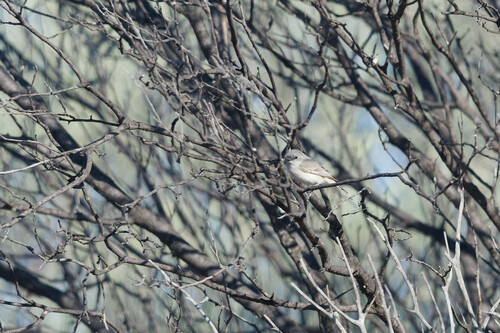 Slaty-backed Thornbill (Acanthiza robustirostris)
