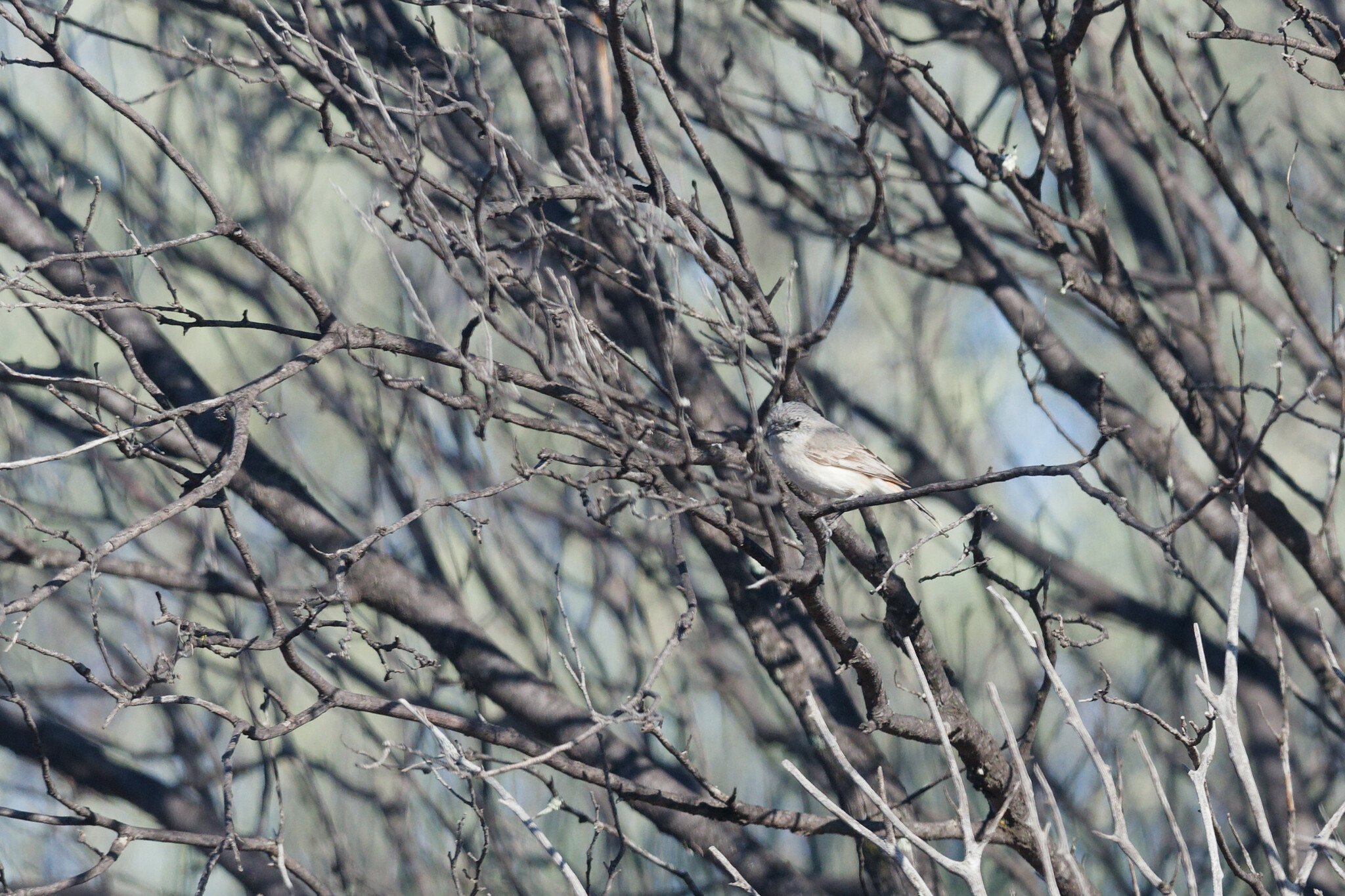 Slaty-backed Thornbill (Acanthiza robustirostris), photo 1