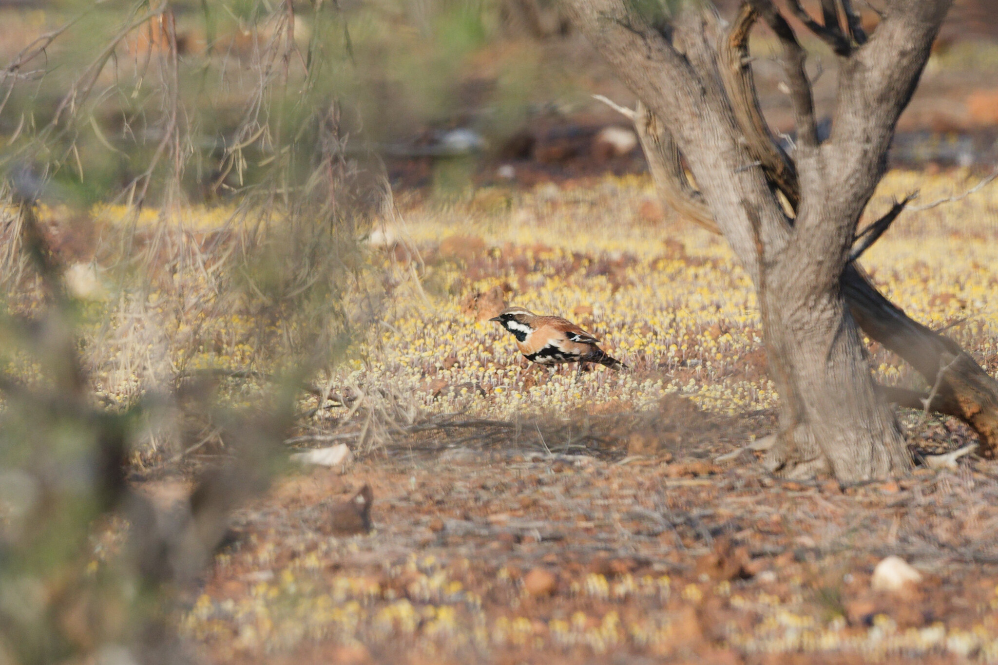 Western Quail-thrush (Cinclosoma marginatum), photo 5