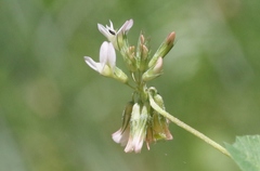 Trifolium breweri