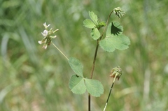 Trifolium breweri