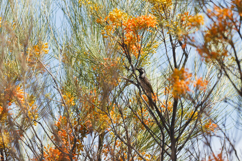 White-fronted Honeyeater (Purnella albifrons), photo 7