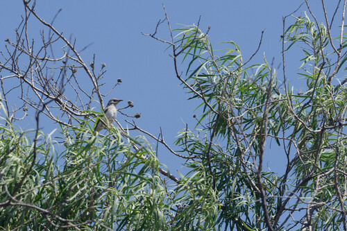 Pied Honeyeater (Certhionyx variegatus), photo 8