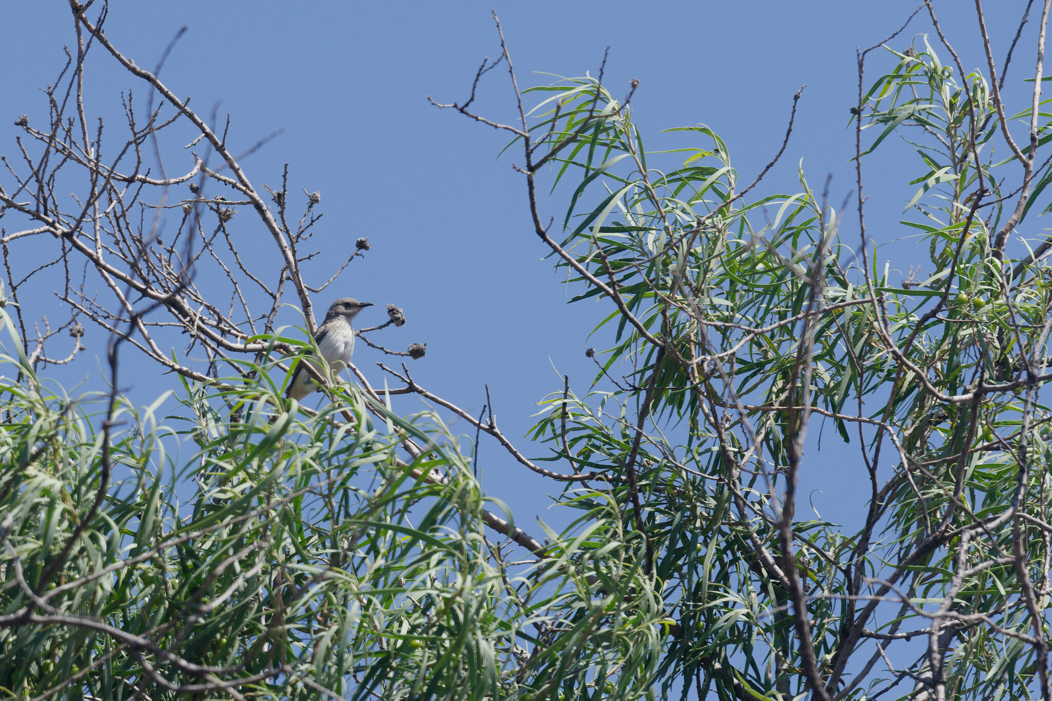 Pied Honeyeater (Certhionyx variegatus), photo 9