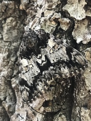 Catocala lacrymosa