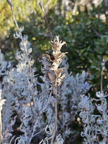 Image of Castilleja hololeuca by no rights reserved