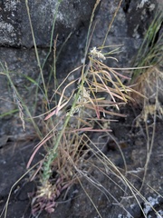Boechera grahamii