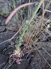 Boechera grahamii