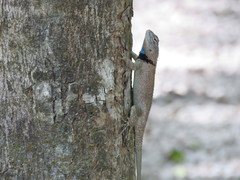 Sceloporus lundelli