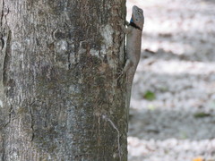 Sceloporus lundelli