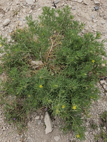 Image of Peganum mexicanum by (c) Liliana Ramírez-Freire, some rights reserved (CC BY)