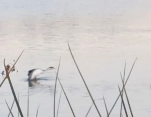 iNaturalist observation photo of Western and Clark's Grebes
