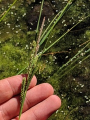 Carex lenticularis