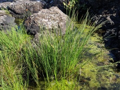 Carex lenticularis