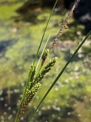 Carex lenticularis