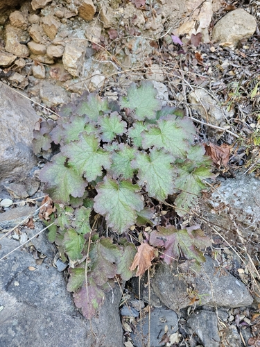 Heuchera maxima, photograph 6