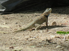 Sceloporus lundelli