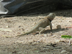 Sceloporus lundelli