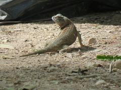 Sceloporus lundelli