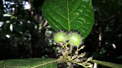 Cordia nodosa