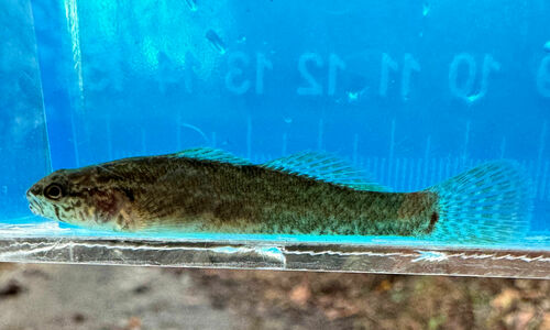 Spottail darter (Etheostoma squamiceps) — Percidae