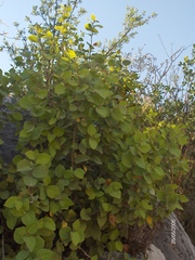 Litsea parvifolia
