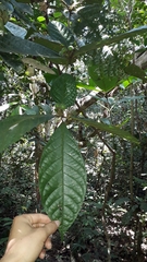 Cordia nodosa
