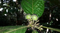 Cordia nodosa